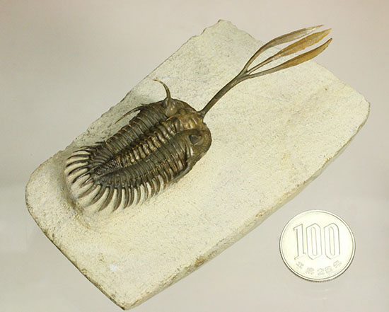 最も人気のある三葉虫の一つ、ワリセロプス・ロングフォークの極上品。マニア垂涎の逸品です。（その19）
