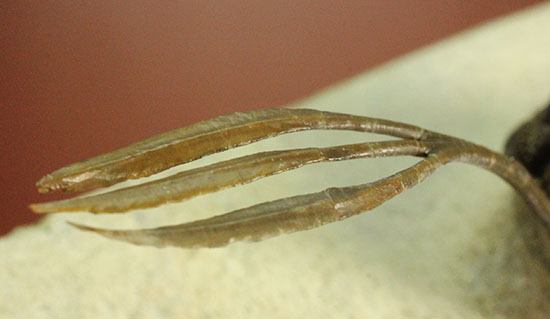最も人気のある三葉虫の一つ、ワリセロプス・ロングフォークの極上品。マニア垂涎の逸品です。（その2）