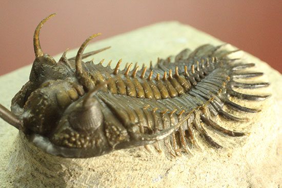 最も人気のある三葉虫の一つ、ワリセロプス・ロングフォークの極上品。マニア垂涎の逸品です。（その3）