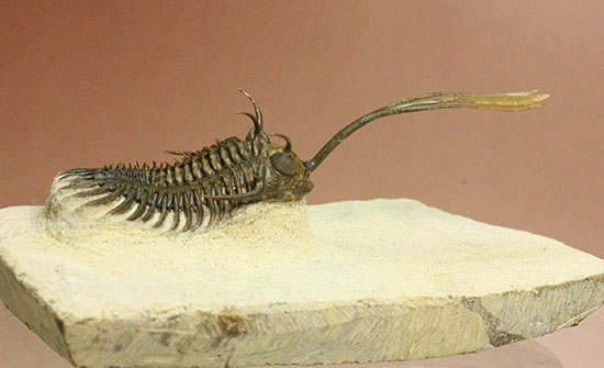 最も人気のある三葉虫の一つ、ワリセロプス・ロングフォークの極上品。マニア垂涎の逸品です。（その6）