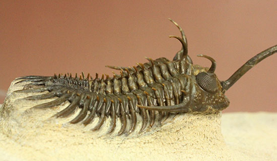 最も人気のある三葉虫の一つ、ワリセロプス・ロングフォークの極上品。マニア垂涎の逸品です。（その7）