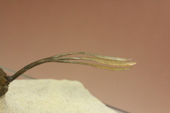 最も人気のある三葉虫の一つ、ワリセロプス・ロングフォークの極上品。マニア垂涎の逸品です。（その8）