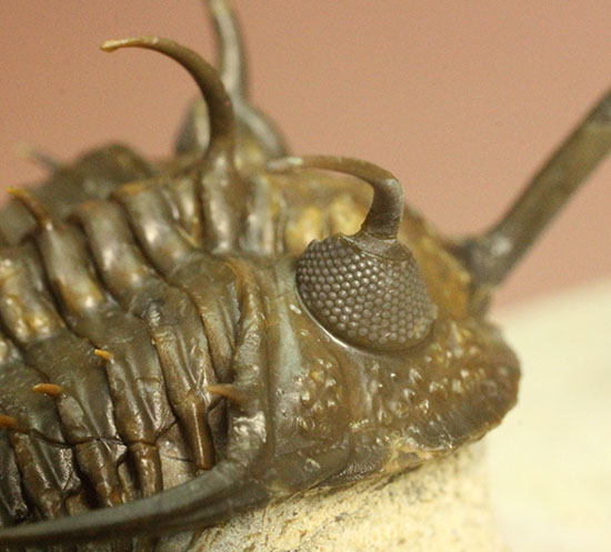最も人気のある三葉虫の一つ、ワリセロプス・ロングフォークの極上品。マニア垂涎の逸品です。（その9）
