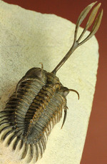 最も人気のある三葉虫の一つ、ワリセロプス・ロングフォークの極上品。マニア垂涎の逸品です。