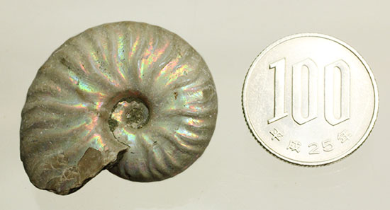 白亜紀のイリデッセンス（iridescence）アンモナイト化石（その12）