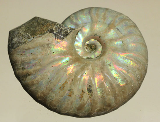 白亜紀のイリデッセンス（iridescence）アンモナイト化石（その3）