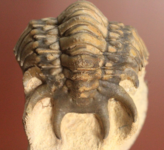 芋虫三葉虫こと、クロタロセファルス・ギッブスのエンロール（防御態勢