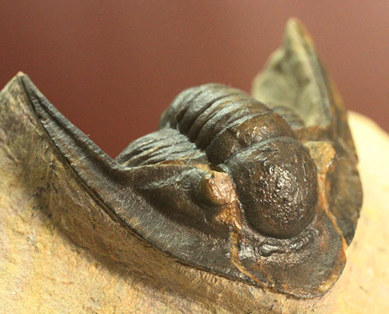 モロッコ産古生代デボン紀の三葉虫レピドプロエタス（Lepidoproetus sp.）（その1）