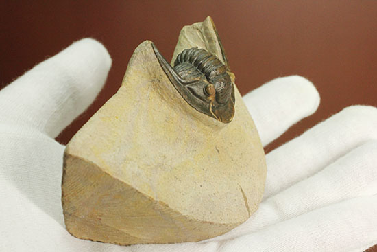 モロッコ産古生代デボン紀の三葉虫レピドプロエタス(Lepidoproetus sp.)(その10)