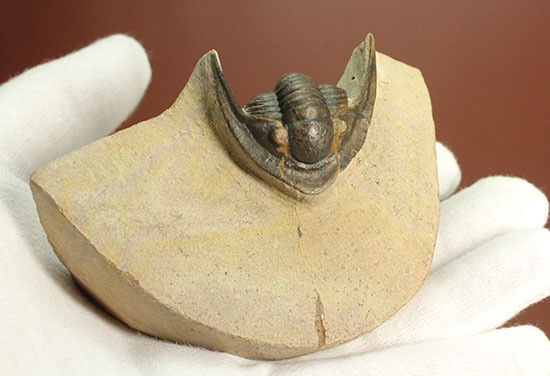 モロッコ産古生代デボン紀の三葉虫レピドプロエタス(Lepidoproetus sp.)(その11)