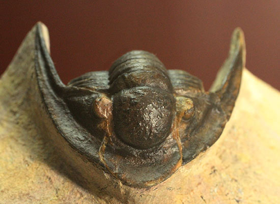 モロッコ産古生代デボン紀の三葉虫レピドプロエタス（Lepidoproetus sp.）（その12）