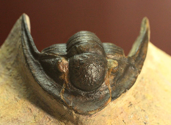 モロッコ産古生代デボン紀の三葉虫レピドプロエタス(Lepidoproetus sp.)(その12)