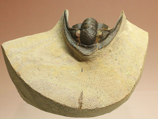 モロッコ産古生代デボン紀の三葉虫レピドプロエタス(Lepidoproetus sp.)(その13)