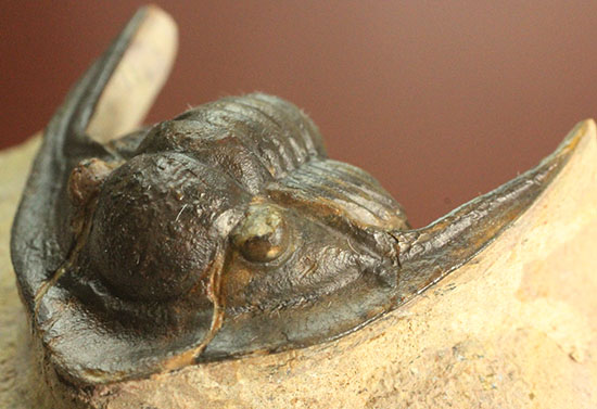モロッコ産古生代デボン紀の三葉虫レピドプロエタス(Lepidoproetus sp.)(その14)