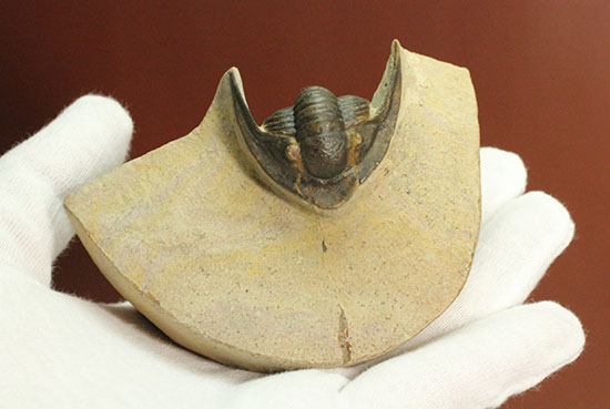モロッコ産古生代デボン紀の三葉虫レピドプロエタス(Lepidoproetus sp.)(その16)