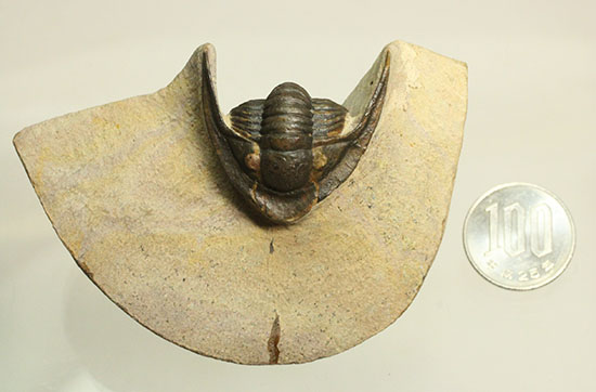 モロッコ産古生代デボン紀の三葉虫レピドプロエタス（Lepidoproetus sp.）（その17）