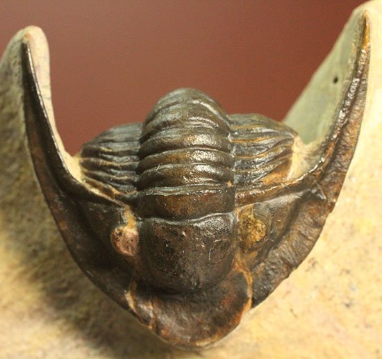 モロッコ産古生代デボン紀の三葉虫レピドプロエタス(Lepidoproetus sp.)(その2)