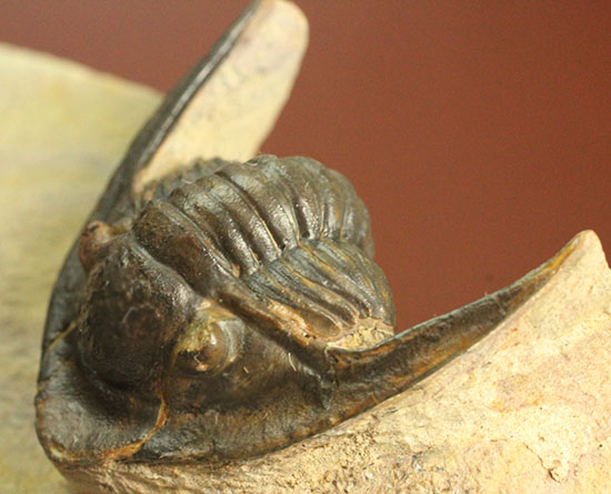 モロッコ産古生代デボン紀の三葉虫レピドプロエタス（Lepidoproetus sp.）（その3）