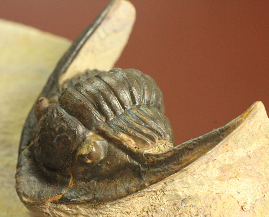 モロッコ産古生代デボン紀の三葉虫レピドプロエタス(Lepidoproetus sp.)(その3)