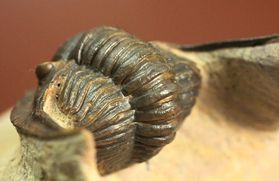モロッコ産古生代デボン紀の三葉虫レピドプロエタス（Lepidoproetus sp.）（その5）