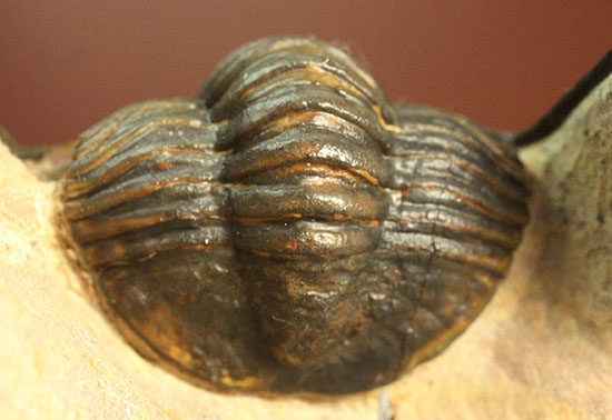 モロッコ産古生代デボン紀の三葉虫レピドプロエタス(Lepidoproetus sp.)(その6)
