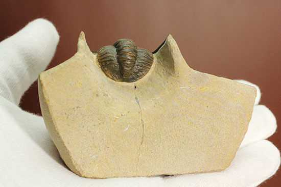 モロッコ産古生代デボン紀の三葉虫レピドプロエタス(Lepidoproetus sp.)(その9)
