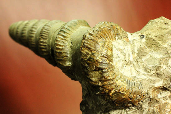二本木コレクション　北海道アンモナイトを代表する異常巻き、ユーボストリコセラスの全体標本。（その12）