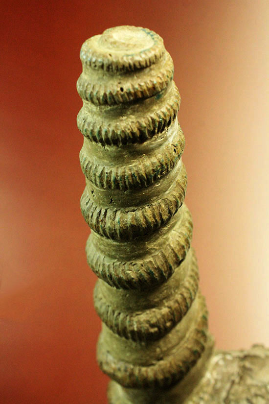 二本木コレクション　北海道アンモナイトを代表する異常巻き、ユーボストリコセラスの全体標本。（その13）