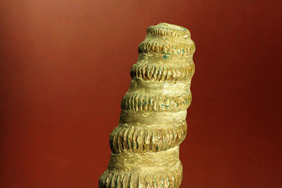 二本木コレクション　北海道アンモナイトを代表する異常巻き、ユーボストリコセラスの全体標本。（その4）