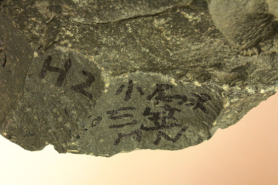 アカントセラス科の元祖的存在！貴重標本北海道アンモナイトManteliceras japonicum（二本木認定コレクション）（その9）