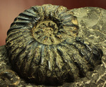 アカントセラス科の元祖的存在！貴重標本北海道アンモナイトManteliceras japonicum（二本木認定コレクション）