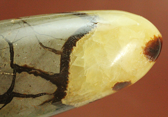 ユニークな柄!大きさも自慢の鉱物、セプタリアン(Septarian)(その10)