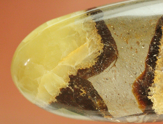 ユニークな柄!大きさも自慢の鉱物、セプタリアン(Septarian)(その12)