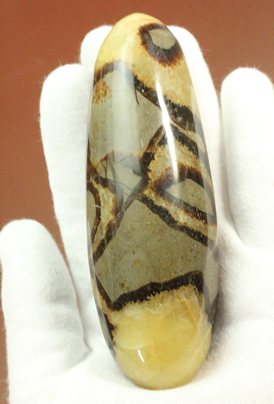 ユニークな柄!大きさも自慢の鉱物、セプタリアン(Septarian)(その13)