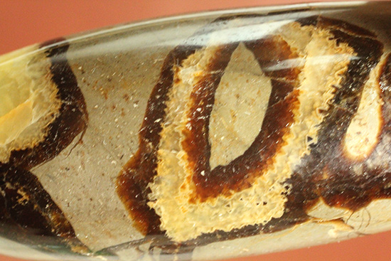 ユニークな柄!大きさも自慢の鉱物、セプタリアン(Septarian)(その15)