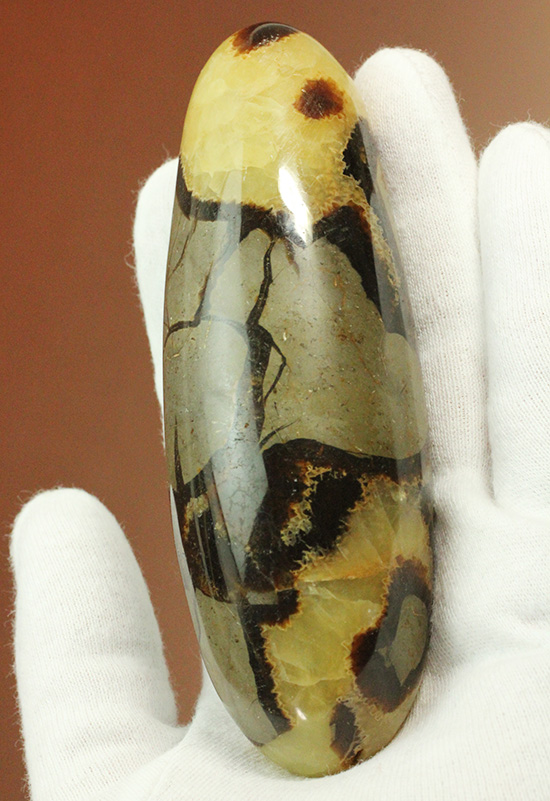 ユニークな柄!大きさも自慢の鉱物、セプタリアン(Septarian)(その2)
