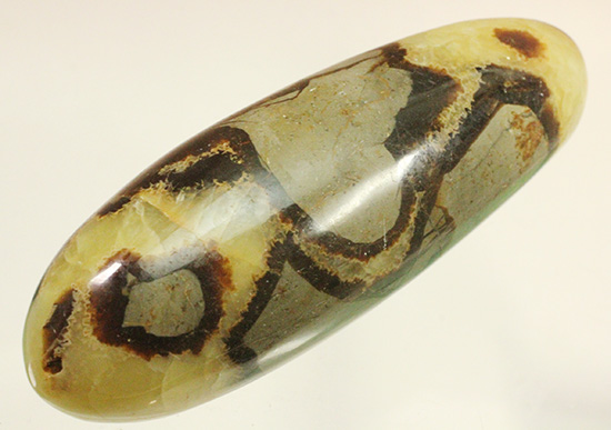 ユニークな柄!大きさも自慢の鉱物、セプタリアン(Septarian)(その3)