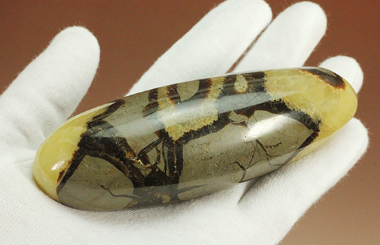 ユニークな柄!大きさも自慢の鉱物、セプタリアン(Septarian)(その4)