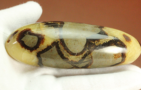 ユニークな柄!大きさも自慢の鉱物、セプタリアン(Septarian)(その5)