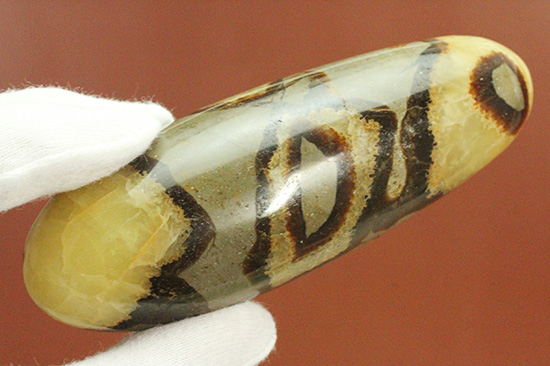 ユニークな柄!大きさも自慢の鉱物、セプタリアン(Septarian)(その8)