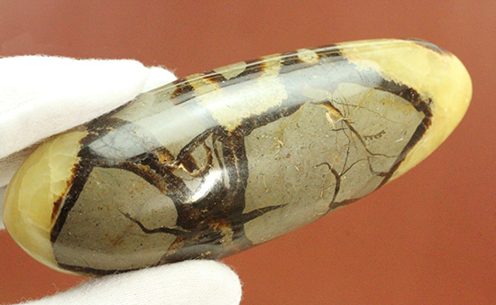 ユニークな柄!大きさも自慢の鉱物、セプタリアン(Septarian)(その9)