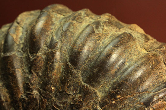 外殻の​肋（ろく）が印象的なManteliceras japonicum　二本木コレクション　北海道アンモナイト化石（その10）
