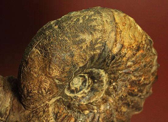 外殻の​肋（ろく）が印象的なManteliceras japonicum　二本木コレクション　北海道アンモナイト化石（その11）