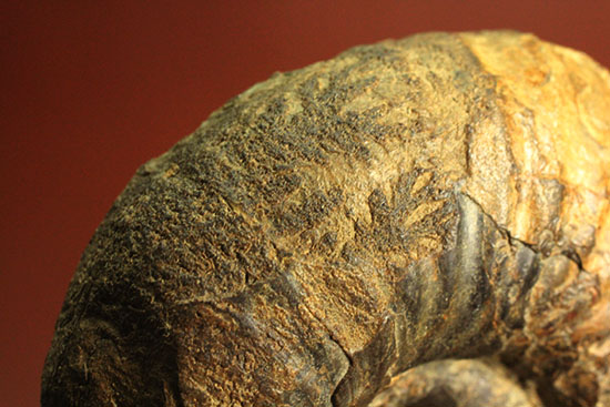 外殻の​肋（ろく）が印象的なManteliceras japonicum　二本木コレクション　北海道アンモナイト化石（その12）