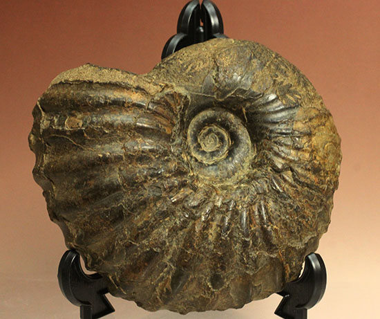 外殻の​肋（ろく）が印象的なManteliceras japonicum　二本木コレクション　北海道アンモナイト化石（その13）