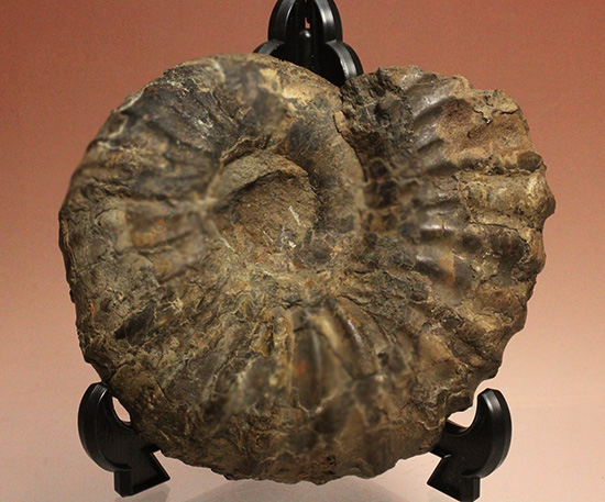 外殻の​肋（ろく）が印象的なManteliceras japonicum　二本木コレクション　北海道アンモナイト化石（その14）