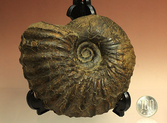 外殻の​肋（ろく）が印象的なManteliceras japonicum　二本木コレクション　北海道アンモナイト化石（その15）