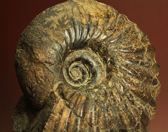 外殻の​肋（ろく）が印象的なManteliceras japonicum　二本木コレクション　北海道アンモナイト化石（その2）
