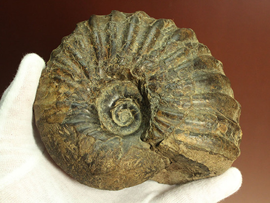 外殻の​肋（ろく）が印象的なManteliceras japonicum　二本木コレクション　北海道アンモナイト化石（その3）