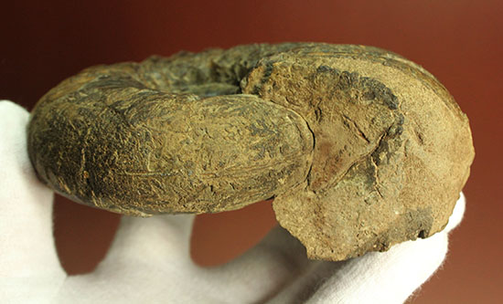 外殻の​肋（ろく）が印象的なManteliceras japonicum　二本木コレクション　北海道アンモナイト化石（その4）